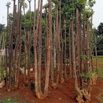 Jual Pohon Pule Tinggi 1 Meter