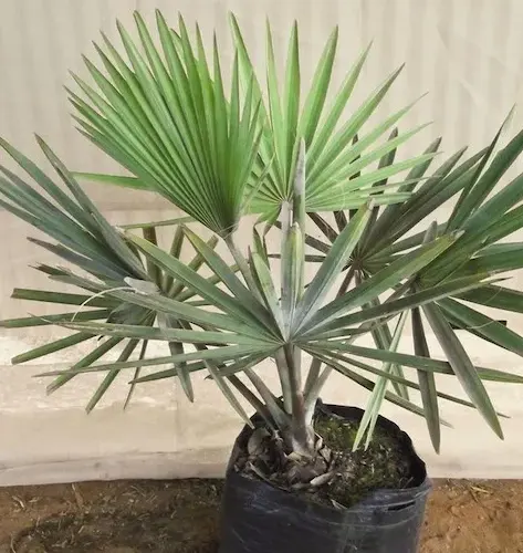 jual bibit pohon palem bismarkia tinggi 1 meter