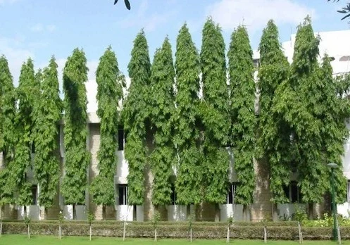 jual pohon besar glodokan tiang tinggi 6 meter