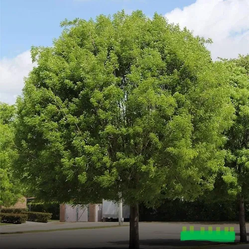 jual pohon besar mahoni tinggi 4 meter