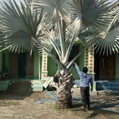 jual pohon besar palem bismarkia tinggi 4 meter