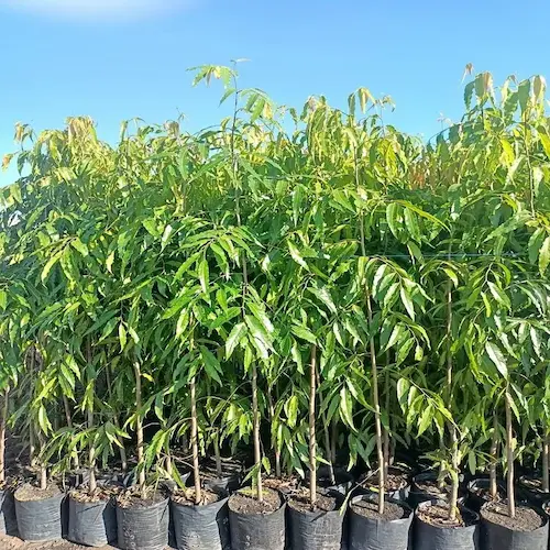 jual pohon bibit glodokan tiang tinggi 1 meter