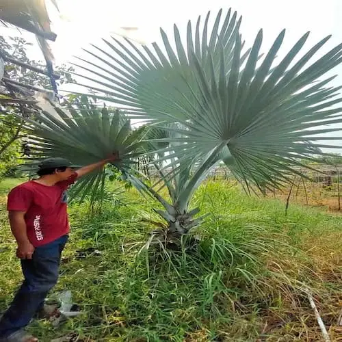 jual pohon menawan palem bismarkia tinggi 2 meter