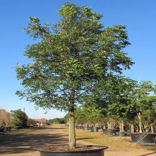 jual pohon peneduh mahoni tinggi 3 meter