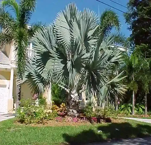 jual pohon rindang palem bismarkia tinggi 5 meter